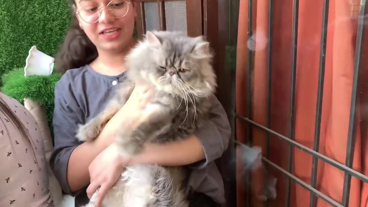 House full of animals! Got our new pet kittenš„°
