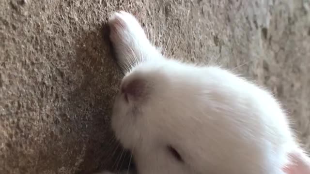 Baby rabbits learn walking