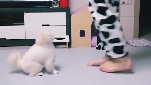 Baby Cats