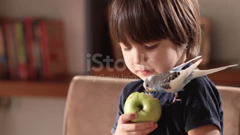 The bird and the child