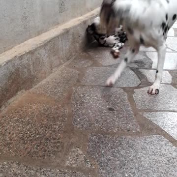 two dalmatians are playing