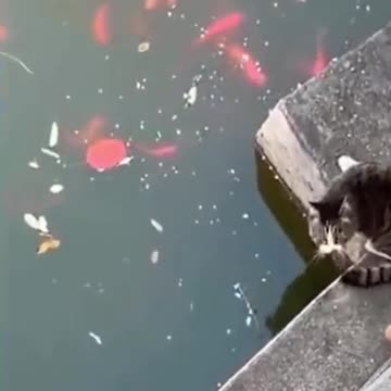 Kittens & Pups Cutest 2021 Try not to Laugh -6