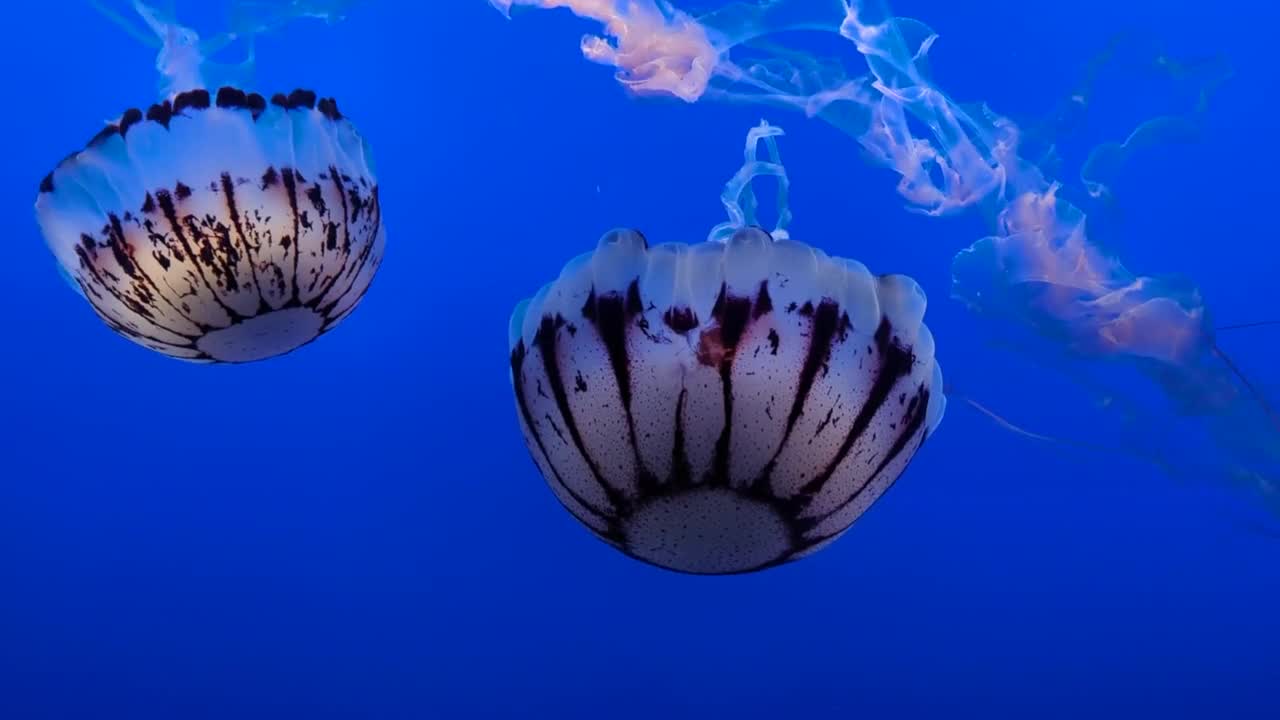 THE BEST LANDSCAPES : Travel deep in the ocean