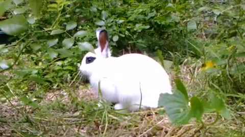 Panda Bunny