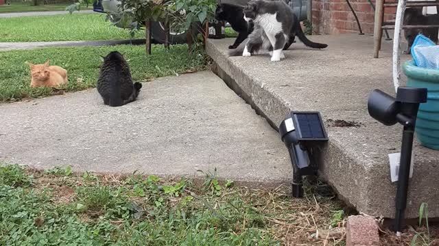 Last Weekend My Kitties when out in the Yard,And Met a Friend..