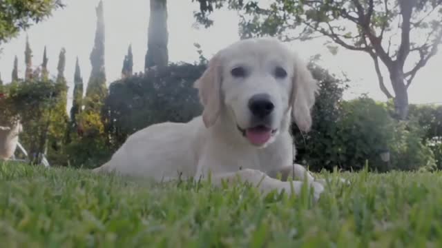 A cute puppy in grass.