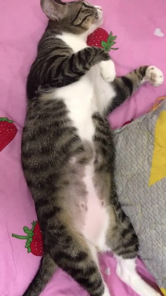 Is my cat sexy sleeping people??