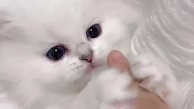 Awww Cute Cat Video