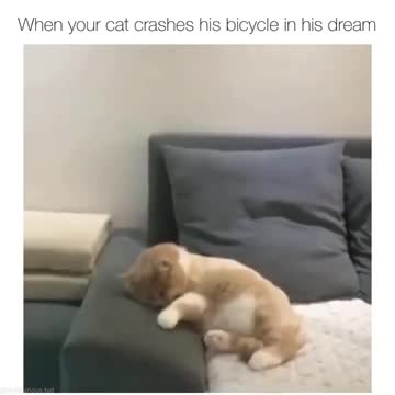 CAT CRASHES IN SLEEP | funny cat | angry kitty