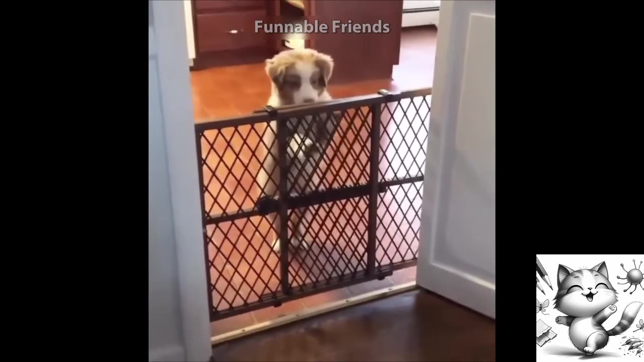 FUNNY CATS AND DOGS LAUGH.