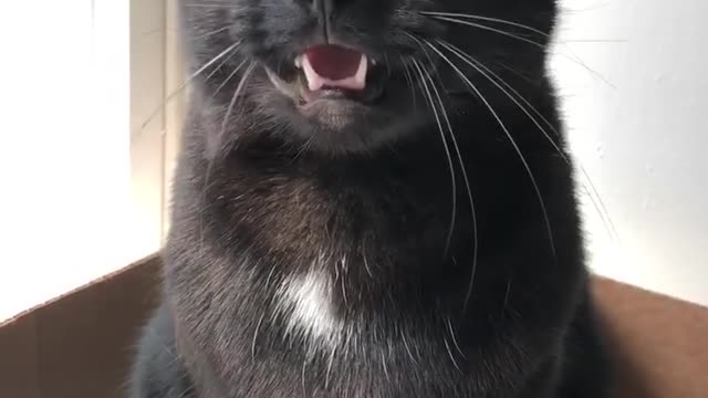 I am the Ekk Queen! 😹 Ekk! | cat of the day | cute cat