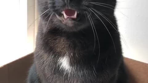 I am the Ekk Queen! 😹 Ekk! | cat of the day | cute cat