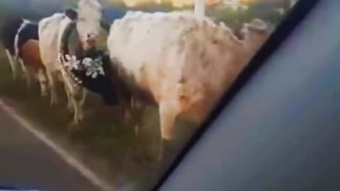 When a cow was grazing in the wrong place.