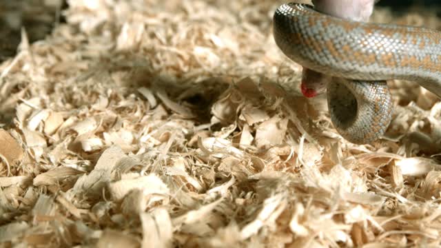 snake attacking a dead mouse