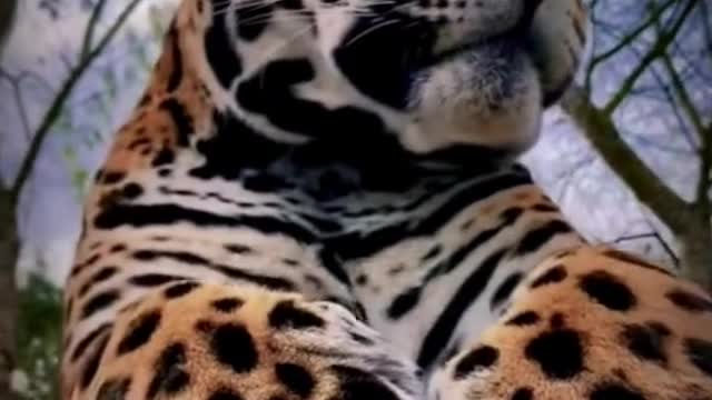 Tiger with danger