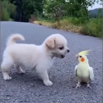 Best Cute animals, pet, cat, dog, parrot,funny, extreme, fail compilation