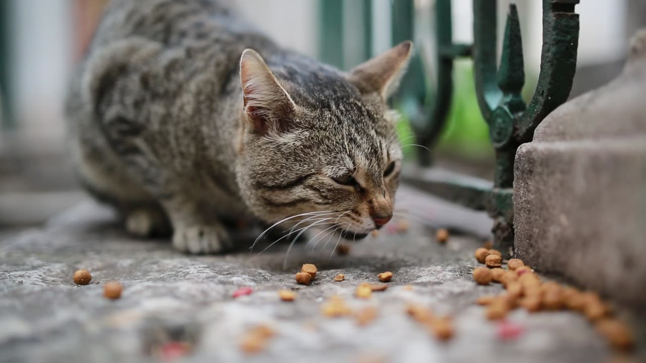 Cat 🐱 eating 🍔 food