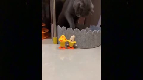 Funny Dogs and Cats videos