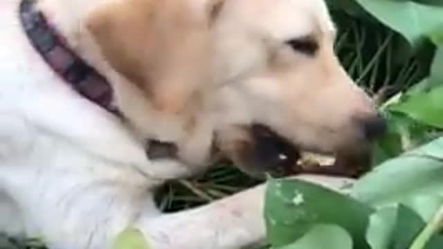 Funny animal