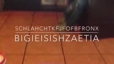 Schlahchtkfjfofbfronx - Bigieisishzaetia