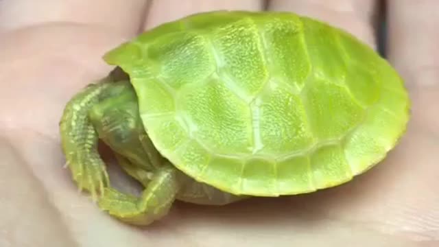 A cute little turtle