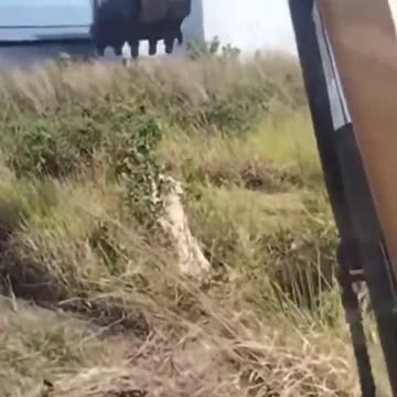 Man, Machine, and a Hornet's Nest