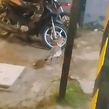 Inesperada visita - Posiblemente una Bandurria amarilla - Tacuarembó (06/11/2024)