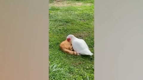 Funny cat and duck