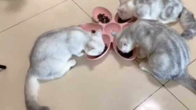 cute name Mimi