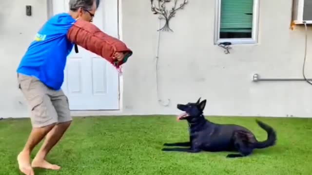 everyone needs this dog training skills