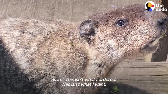 Groundhog Brings His Son To Visit His Human Best Friend | The Dodo Wild Hearts