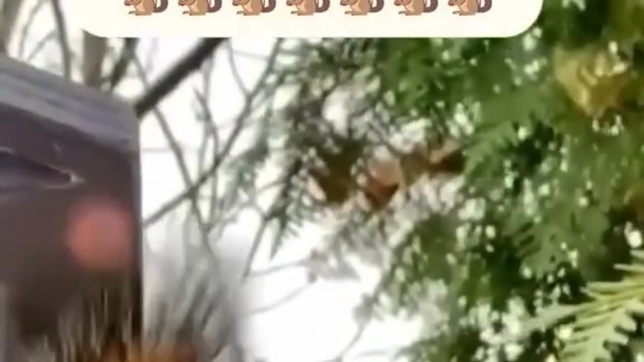 Beautiful House of squirrel 😍