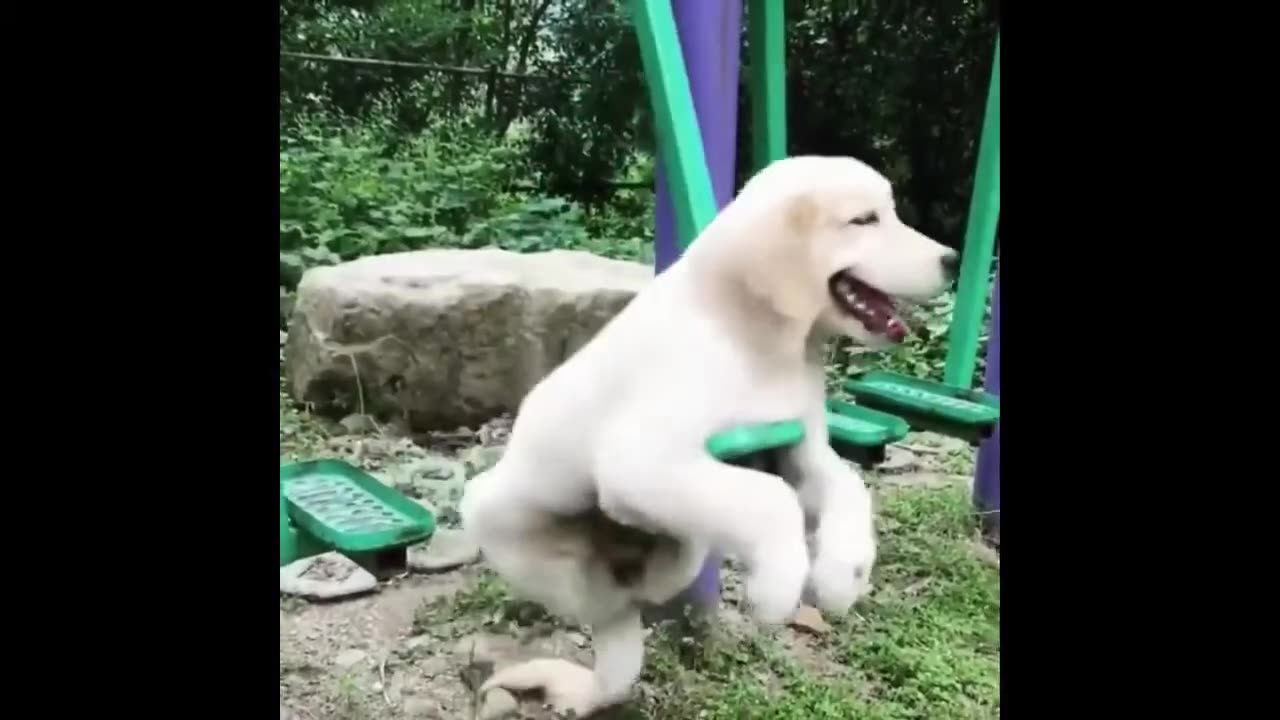 Playful Animals Compilation #7