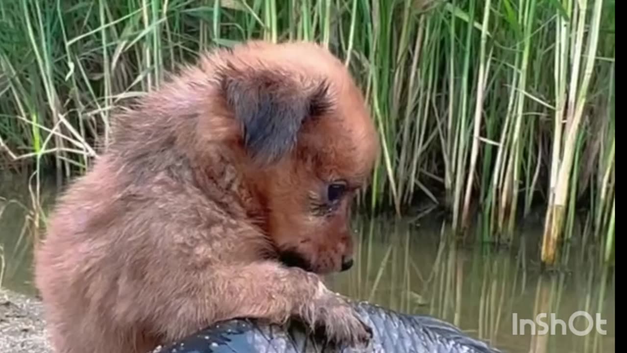 Cute Dogs 🐕