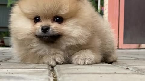 The Cute Dog In the world