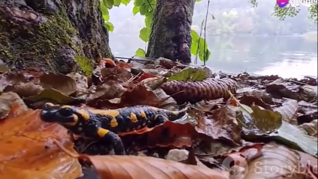 Exploring the Fascinating World of Salamanders- Carnivorous Hunters and Masters of Regeneration