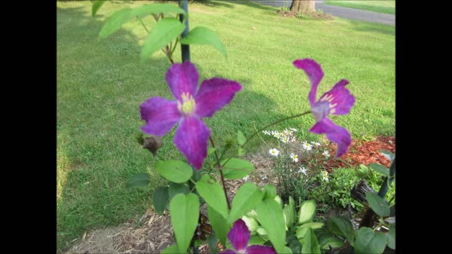 Seemingly Clever Clematis July 30, 2021