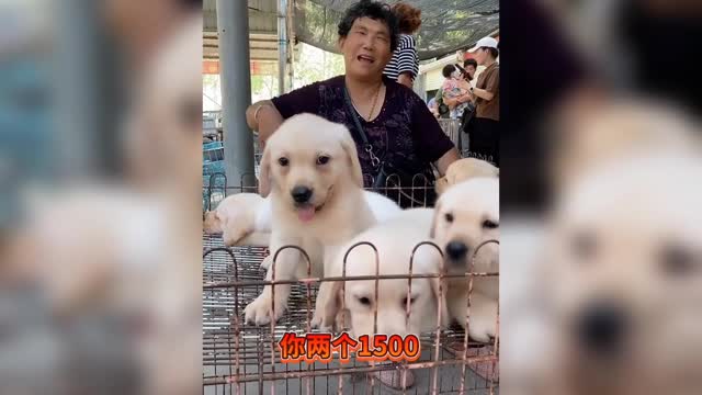 Cute Puppies Doing Funny Things