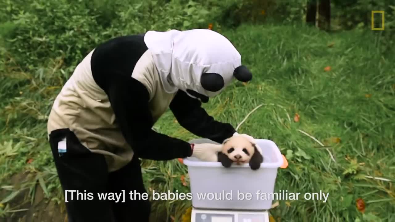 Raising Cute Pandas: It's Complicated | National Geographic