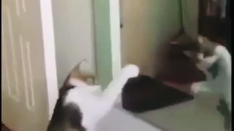 Cat vs mirror