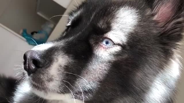 Black husky sticking tongue out and sitting down