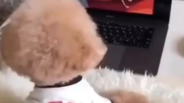 cute puppy watching