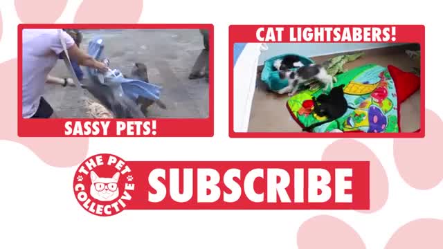 Super Smart Pets|Funny Pets Compilation