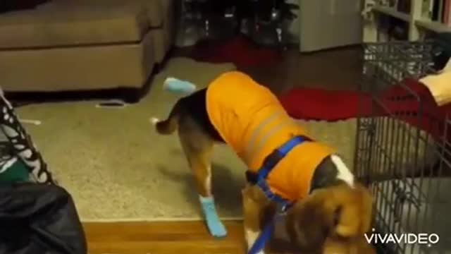 Funny walking of dogs wear shoes