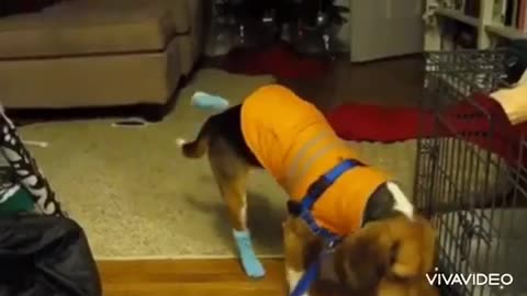 Funny walking of dogs wear shoes