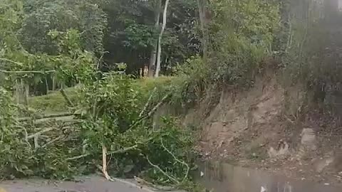 Árbol se desprende en la vía entre Bucaramanga y Barrancabermeja