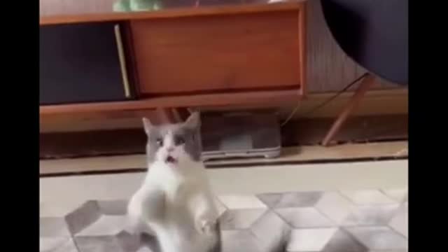 Dog and Cat So cute Moments.