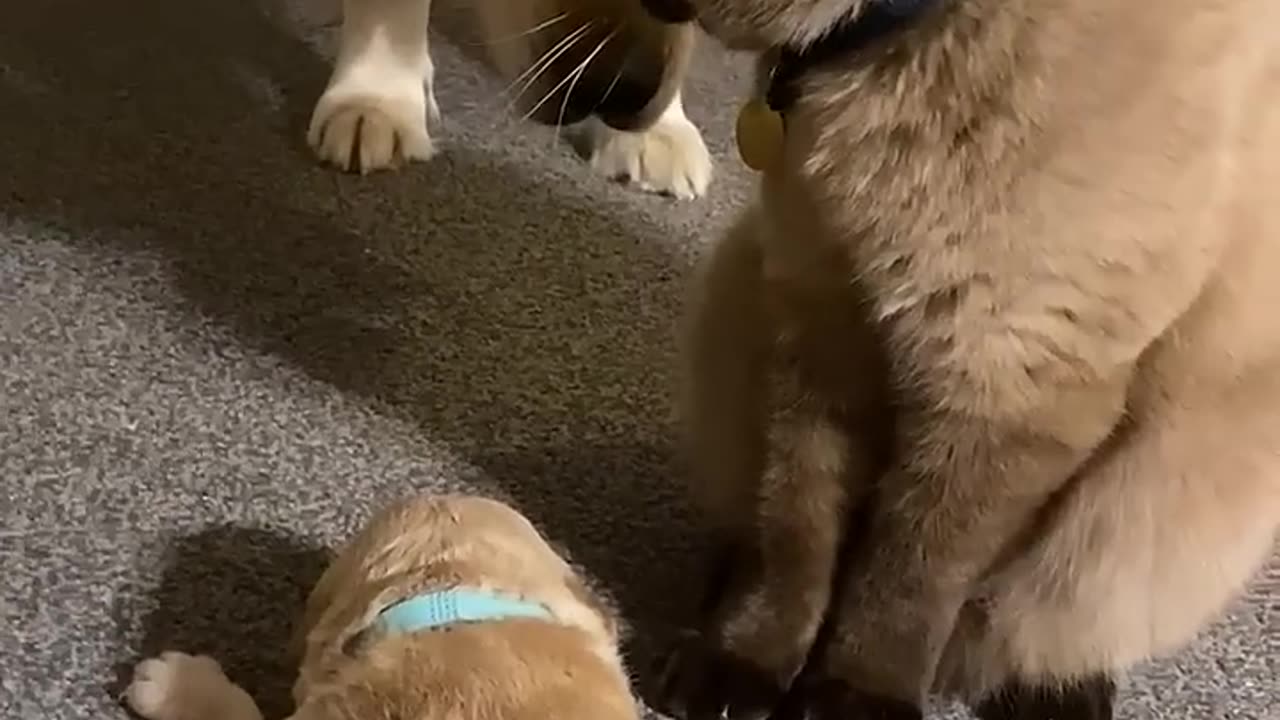 Cat comforts crying puppy while mom takes a break