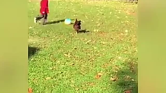 The best funny videos that will die laughing funny animals 😁😂😃😄😅😆