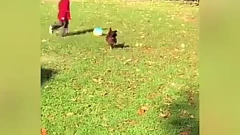 The best funny videos that will die laughing funny animals 😁😂😃😄😅😆